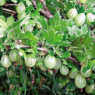 Саженцы крыжовника Источник ранний/десертный/зимоустойчивый (644534473) - фото 2 Саженцы крыжовника Источник ранний/десертный/зимоустойчивый (644534473) - фото 2