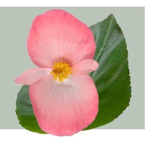 Семена цветов Бегония BIG DeluXXe F1 Pink Green Leaff Benary 5 шт. (BN12289-4)