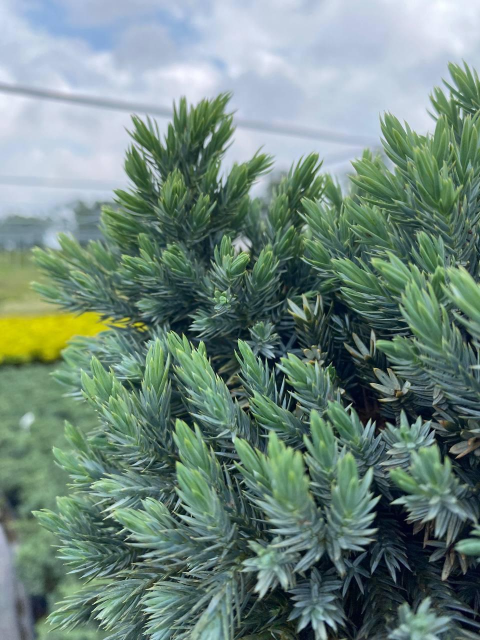 Можжевельник чешуйчатый/Juniperus squamata Blue Star С2 (2635128551)