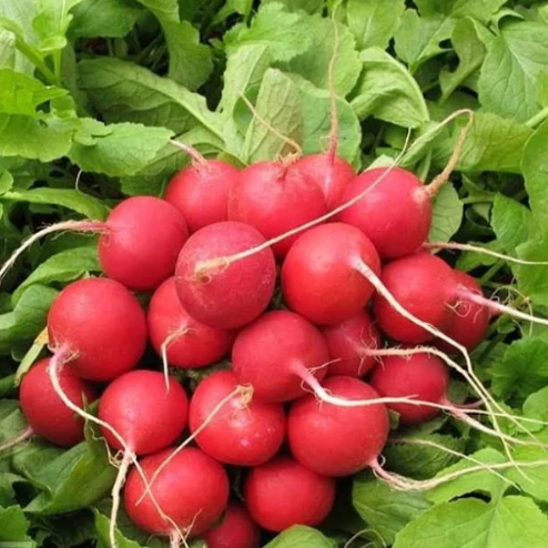 Семена Редис Рондил ТД Гекса-Украина 01-23-067 200 шт. (IR02145)