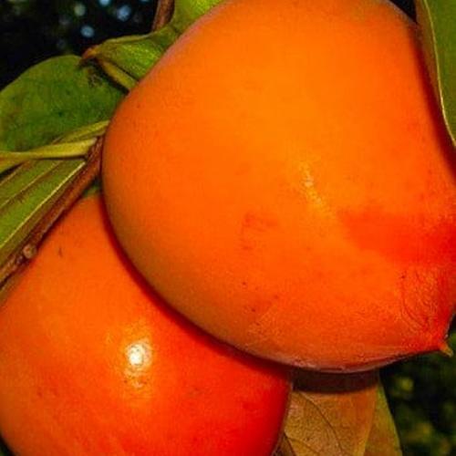 Сажанец Хурма на виргинском морозостойком подвое Джон Рик высший сорт (50071)