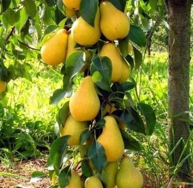 Саджанці груші колоновидної Медова пізньоосіннього строку/солодка/морозостійка (1382569045) - фото 2