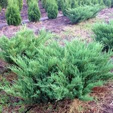 Саджанці ялівець козацький ГКС 70-90 см - фото 4