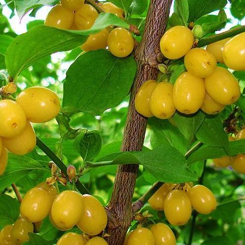 Сажанец Кизил желтый Буковинский (35876)