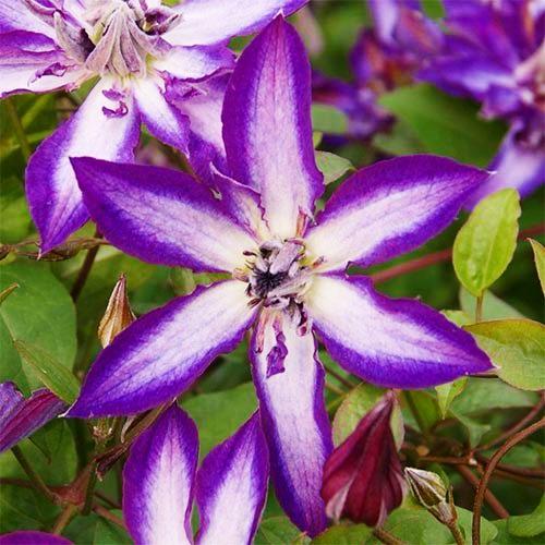 Клематис Astra Nova Florium