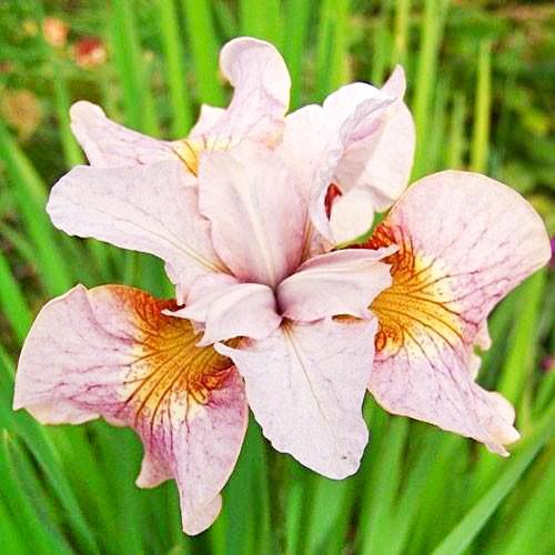 Ірис Siberica Lemon Veil Florium