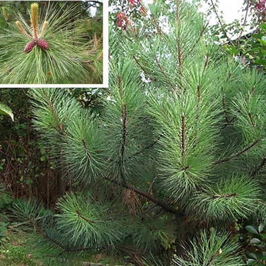 Саженец сосны Желтой Pinus ponderosa Р9 (867068221) - фото 3 Саженец сосны Желтой Pinus ponderosa Р9 (867068221) - фото 3