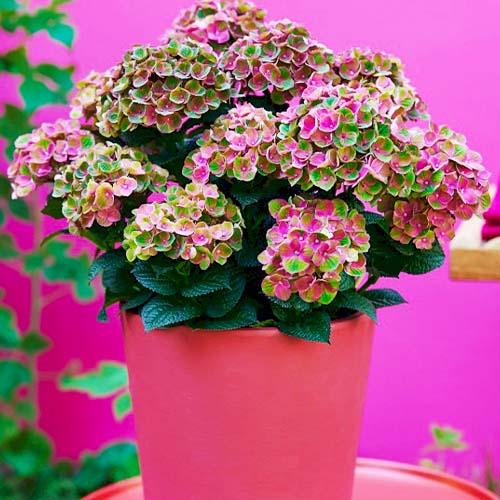 Гортензия Florium Magical Red Amethyst (17907)