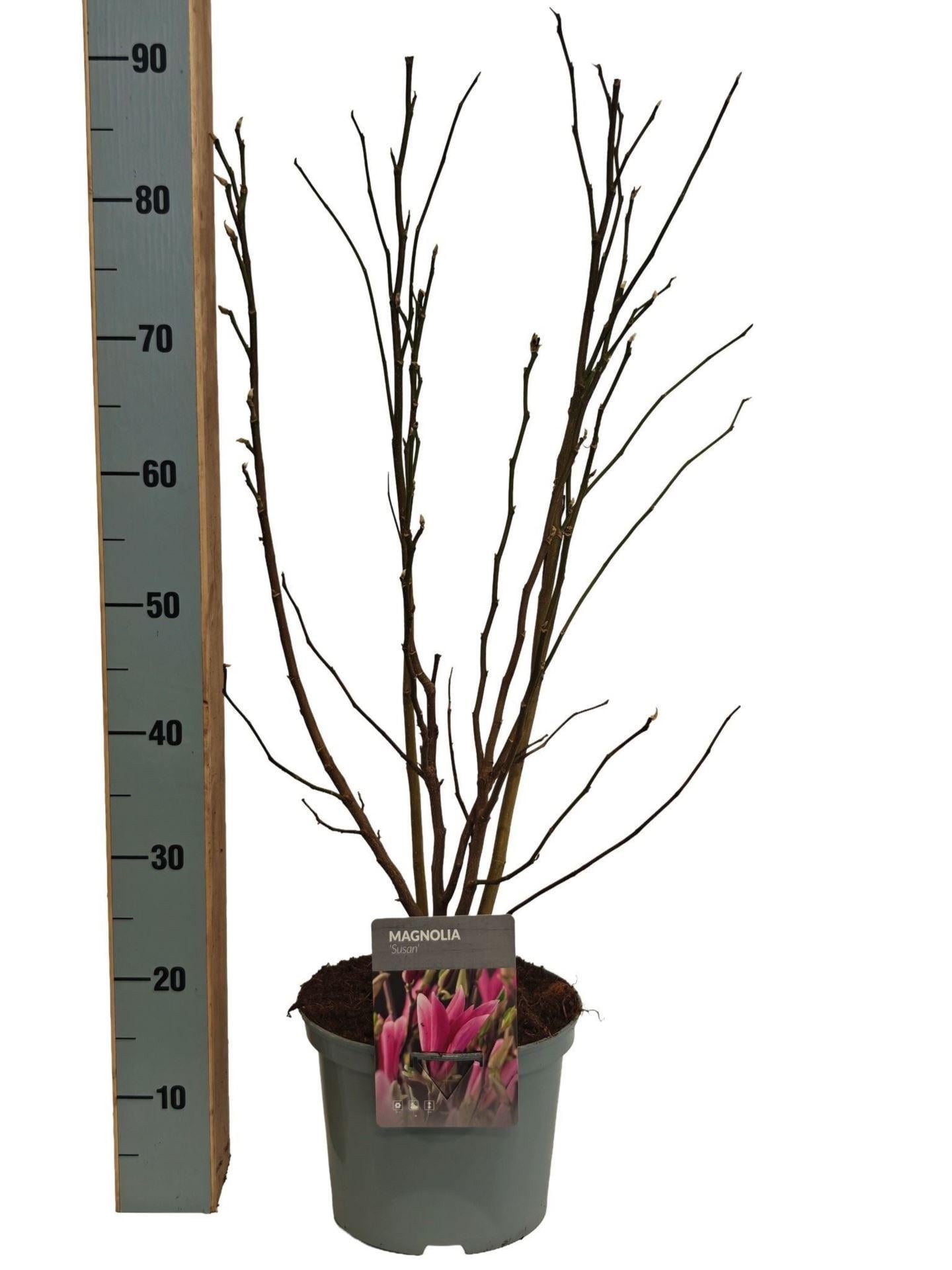 Саженцы Магнолия Сьюзан Magnolia Susan (38300105)