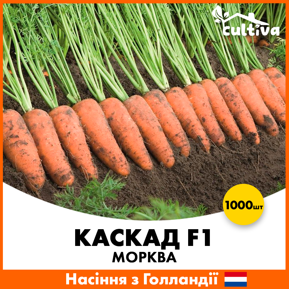 Семена моркови Bejo Каскад F1 1000 шт. (m3-1000)