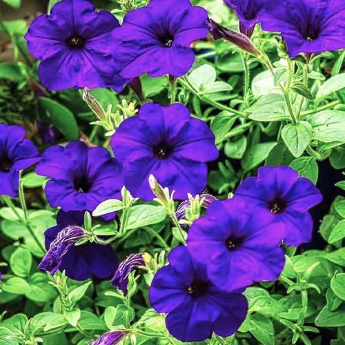 ᐉ Петуния Florium миниатюрная Фиолетовая (17719)