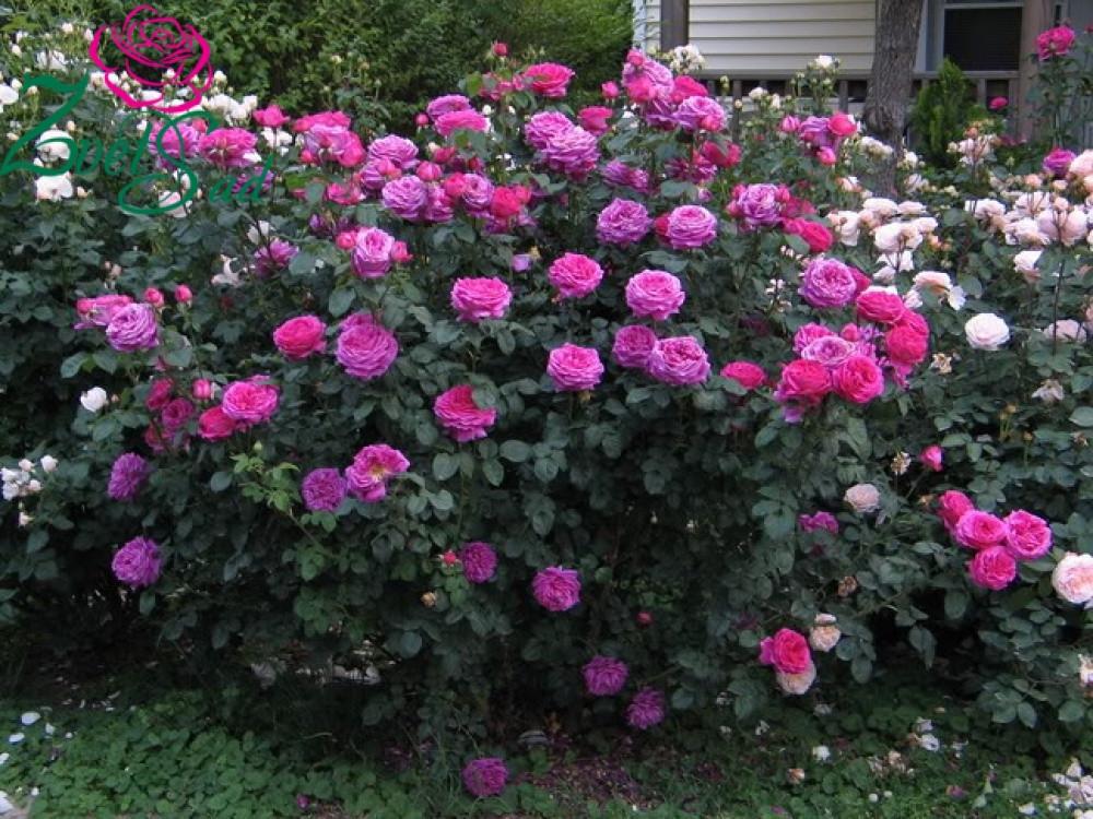 Роза английская Velet Оthello в контейнере (2558773416) - фото 2 Роза английская Velet Оthello в контейнере (2558773416) - фото 2