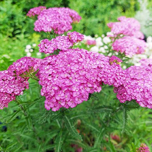 Тысячелистник Florium Apfelbluete (3156)