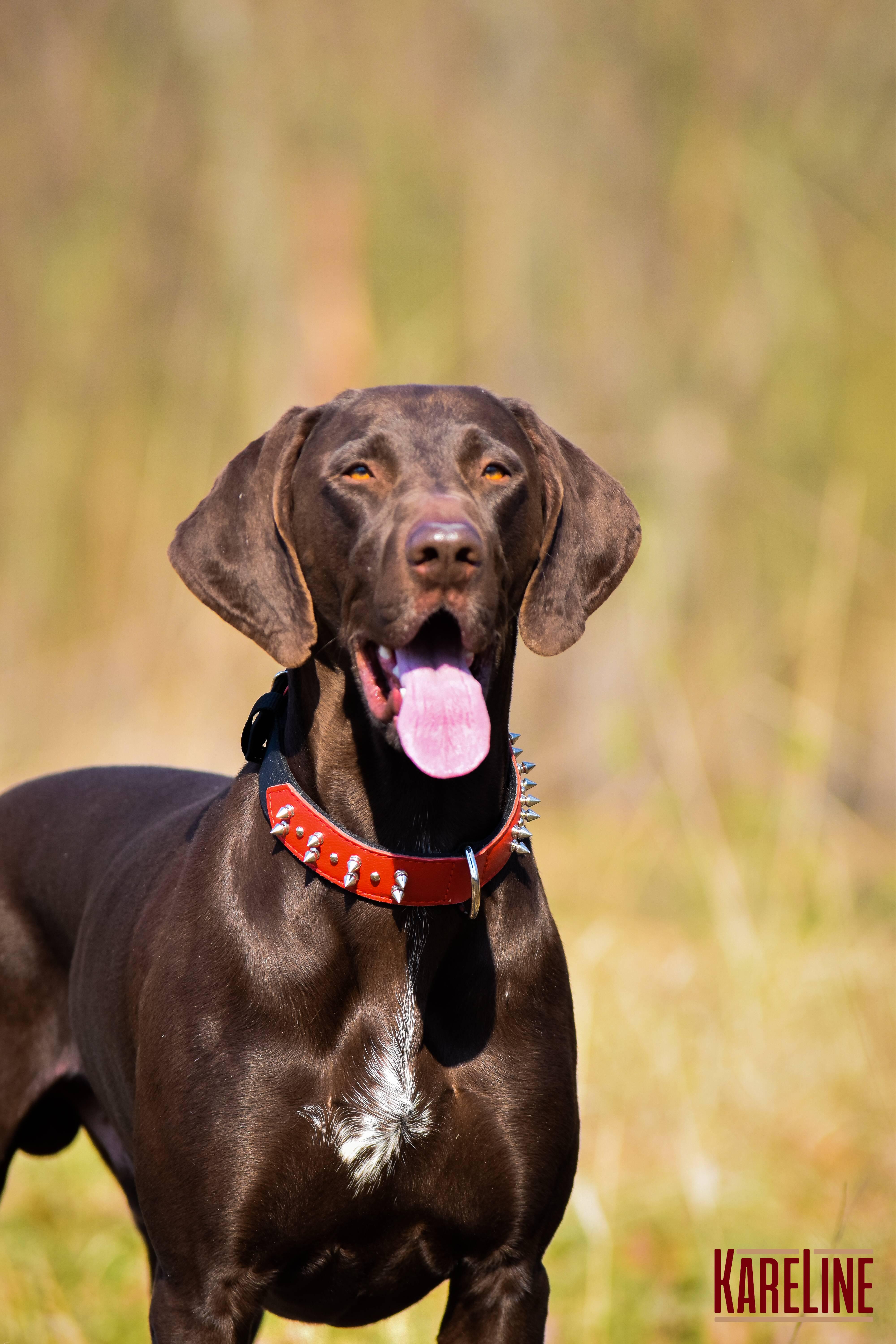 Ошейник KareLine и натуральной кожи с шипами 35 мм 410-510 мм (6606/11) - фото 5
