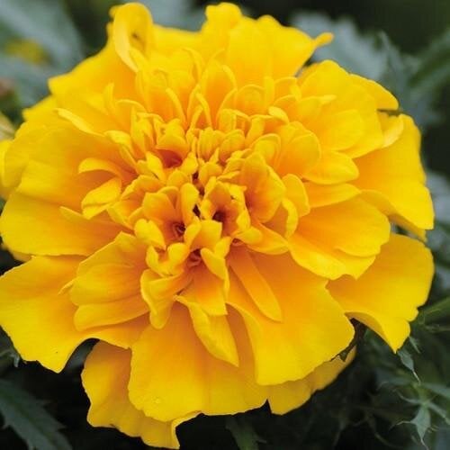 Семена цветов Hem Genetics Бархатцы откл Chica 250 шт. Gold (BN09590-2)
