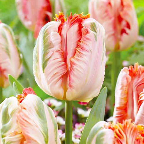 Тюльпан Florium ApricParr (11077) Тюльпан Florium ApricParr (11077)