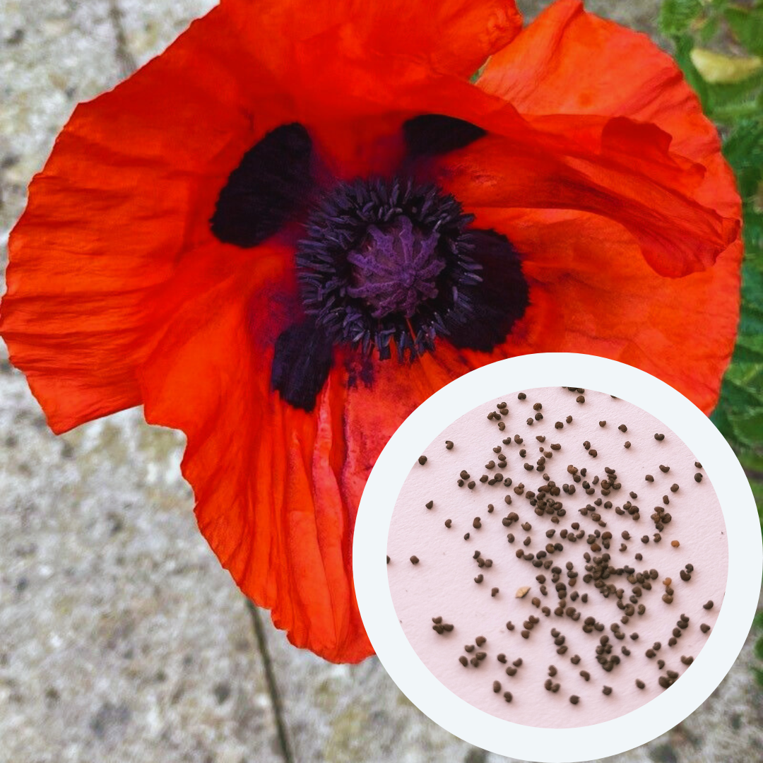 Семена Мак восточный Султан 0,1 г 400 шт. Papaver orientale (RS-01213) - фото 5 Семена Мак восточный Султан 0,1 г 400 шт. Papaver orientale (RS-01213) - фото 5