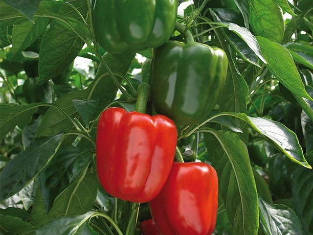 Семена Перець солодкий Прокрафт F1 ТД Гекса-Україна 01-20-075 500 шт. (IR01380)