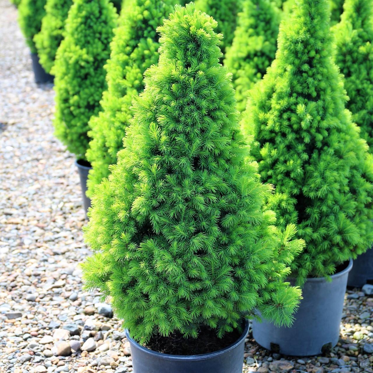 Саджанець ялини канадської Picea glauca Conica 3-х річна С3 (1299956693) - фото 4