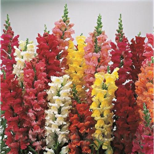 Семена цветов Львиный зев Liberty Classic Mix Syngenta 1000 шт. (BN00066)