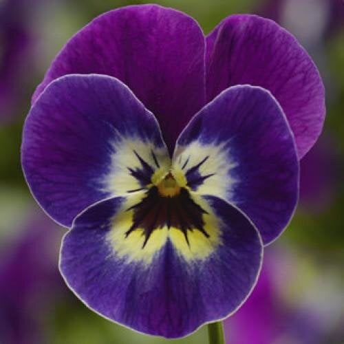 Семена цветов Виола рогатая Syngenta Penny Violet Face 25 шт. (BN03735-4)