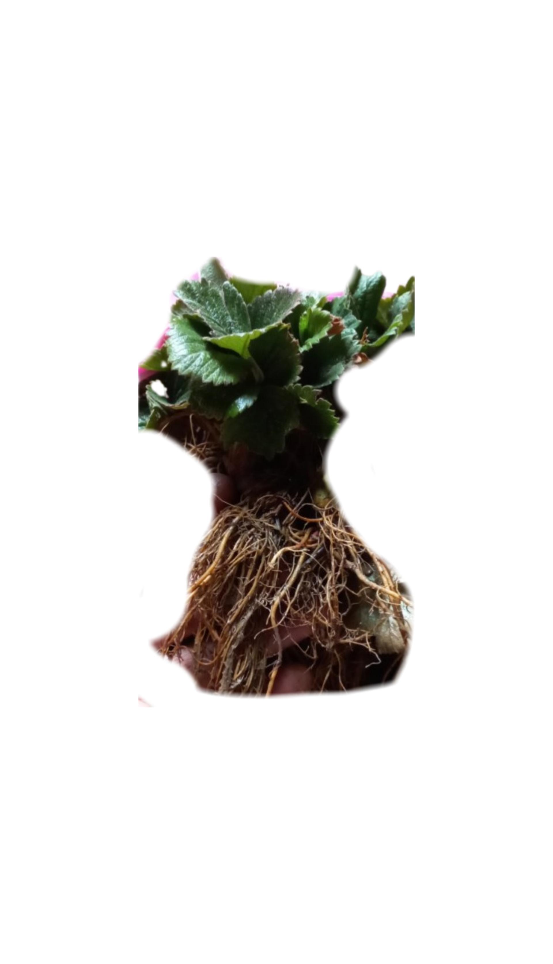 Саджанець полуниці Альба (6536) - фото 5 Саджанець полуниці Альба (6536) - фото 5