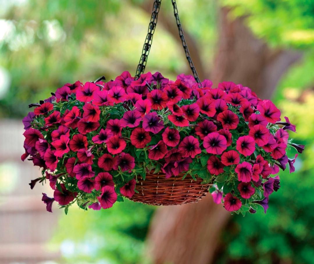 Удобрение Kvitofor Стимул-NPK для петуний и пеларгоний 550 мл (4820179192100) - фото 3 Удобрение Kvitofor Стимул-NPK для петуний и пеларгоний 550 мл (4820179192100) - фото 3