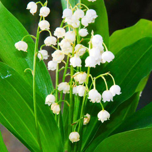 Ландыш Majalis Florium (4430)