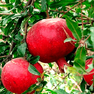 Саженец граната Азиатский двухлетний среднего зимостойкого срока (1366788538)