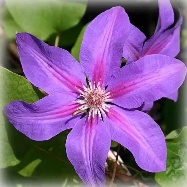 Саджанець клематису Етуаль де Малікорн горщик 0,5 л (2079722719)