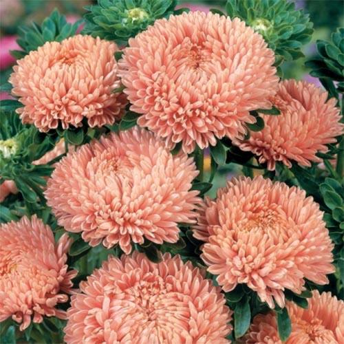 Семена Астра Florium Принцесса Филутек (12429)
