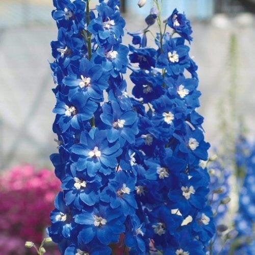Семена цветов Дельфиниум Candle Blue Shades Sakata 250 шт. (BN10721-2)