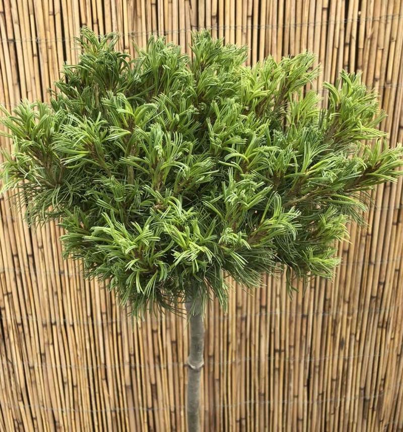 Сосна веймутовая Тини Керлс на штамбе (2669487013) - фото 4