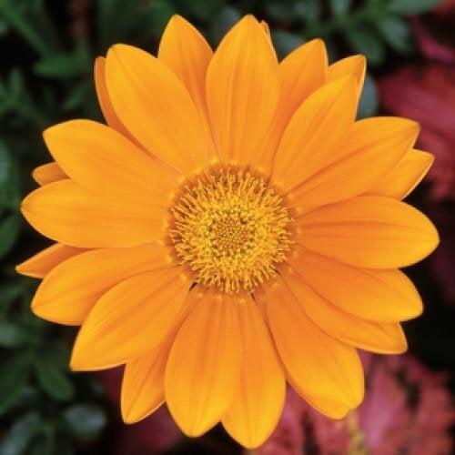 Семена цветов Газания Syngenta Gazoo Clear Orange 500 шт. (BN01063-2)