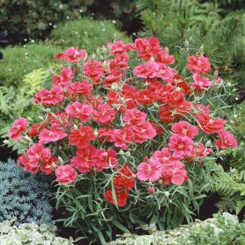 Семена цветов Гвоздика китайская Grace salmon HemGenetics 50 шт. (BN09238-3)