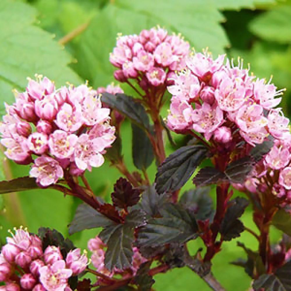 Саженец Пухиропроизводителя калинолистного Литтл Дэвил Р9 (18296876)