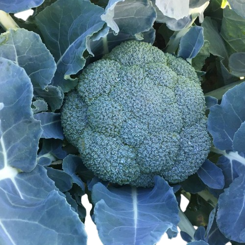 Насіння Капуста Брокколі Clause SIGNO F1 2 500 шт. (1982338236)