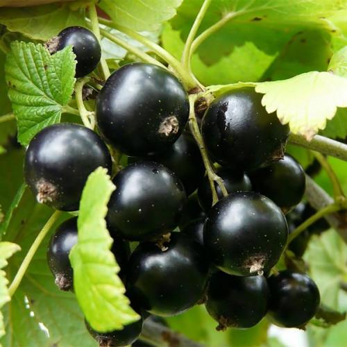 Смородина чорна Яскрава Казкова (7438)