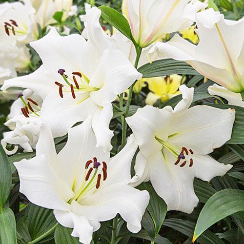 Лилия Zambesi Florium - фото 2 Лилия Zambesi Florium - фото 2