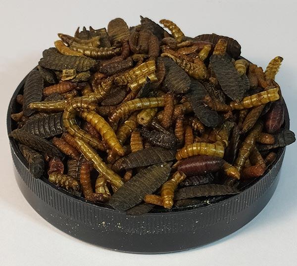 Корм для декоративних їжаків Буся Hedgie Mix "Натуральний з сухих комах" 200г - фото 3 Корм для декоративних їжаків Буся Hedgie Mix "Натуральний з сухих комах" 200г - фото 3