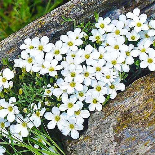 Аренарія Florium Mont Blanc (11480)