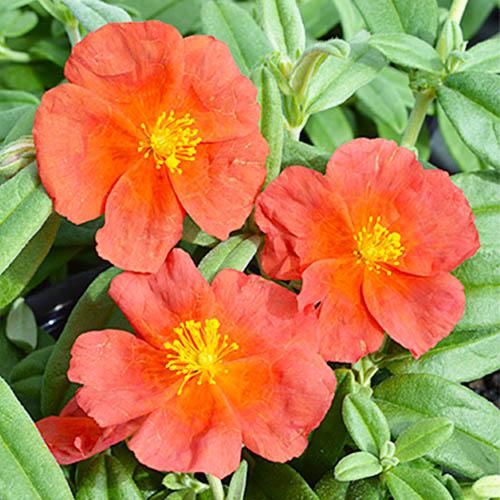 Гелиантемум Florium Fire Dragon (10027)