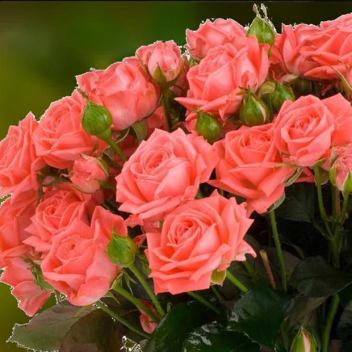 Роза Barbados Спрей в контейнере (2669455705)