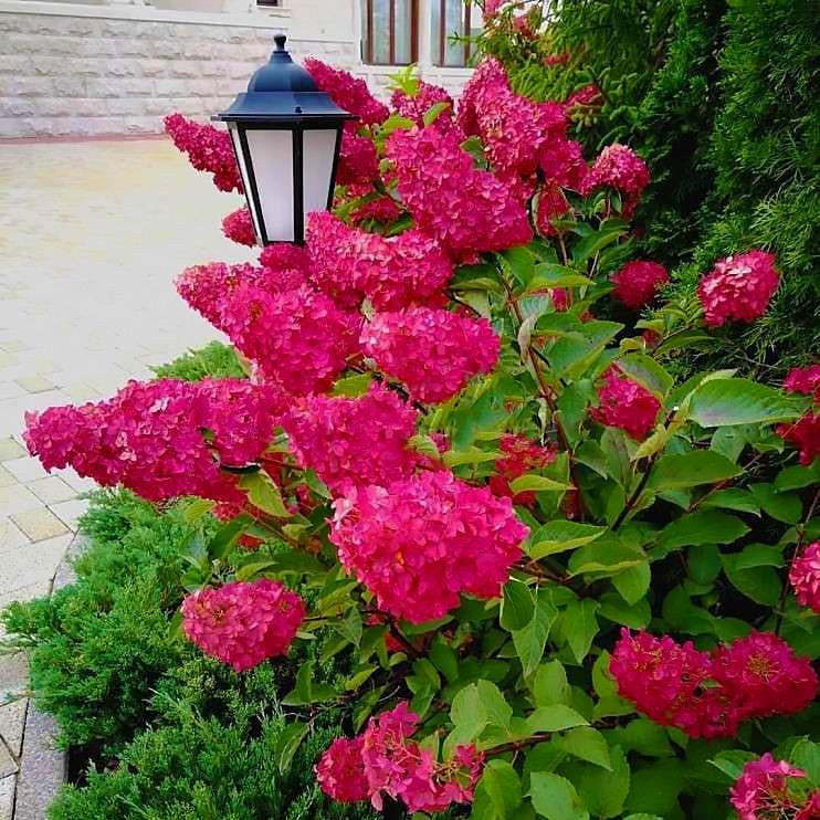 Саджанець гортензії волотистаHydrangea paniculata Fraise Melba Р9 (1423572173)