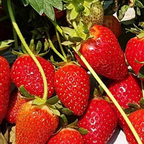 Сажанец Клубника Квики Quicky крупноплодный сорт ранний срок созревания ягоды очень транспортабельны 5 шт. (71921)