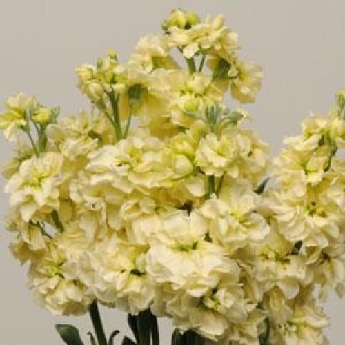 Семена цветов Левкой KATZ YELLOW PanAmerican 250 шт. (BN01539-2)