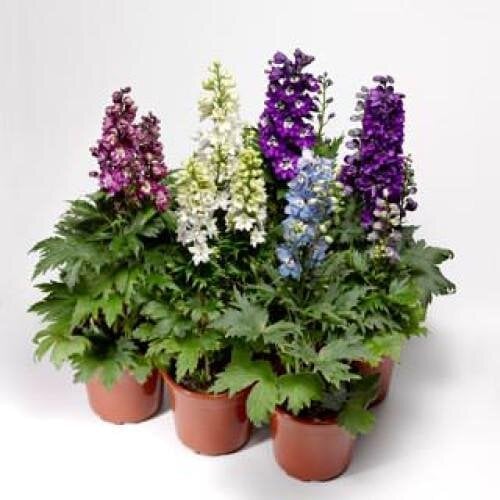Семена цветов Дельфиниум высокий Delphina Mix Syngenta 10 шт. (BN08453-4)