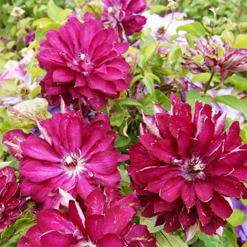 Клематис Red Passion Florium - фото 2