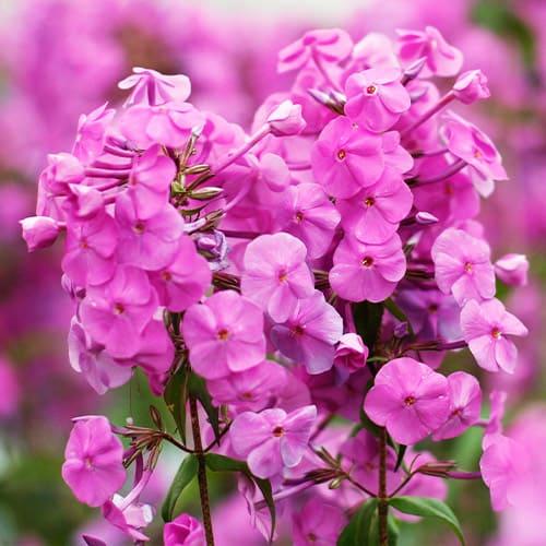 Флокс Florium Rosalinde (22303)