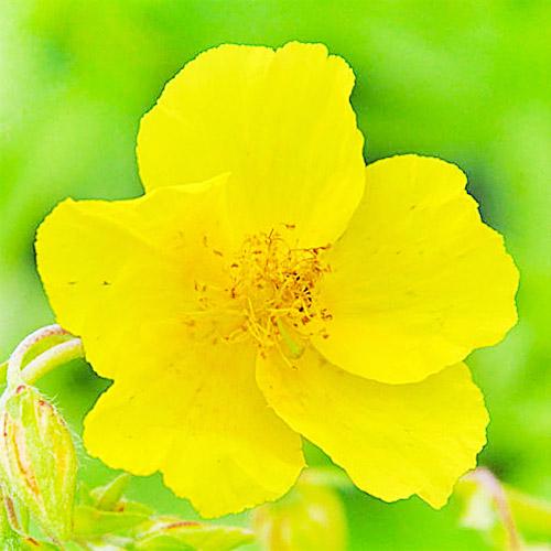 Гелиантемум Florium Golden Queen (8195)